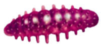 Приманка ZUB NOA LARVA  40мм(1,6") -6шт, (цвет 130) маджента с блестками