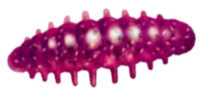 Приманка ZUB NOA LARVA  40мм(1,6") -6шт, (цвет 130) маджента с блестками