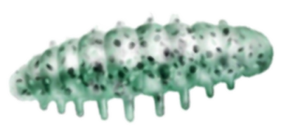 Приманка ZUB NOA LARVA  40мм(1,6") -6шт, (цвет 505) зеленый с блестками