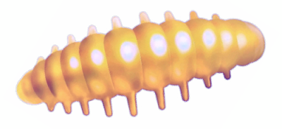 Приманка ZUB Noa Larva  30мм(1,2") -10шт, (цвет 303) телесный