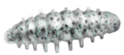Приманка ZUB NOA LARVA  40мм(1,6") -6шт, (цвет 501) серый с блестками